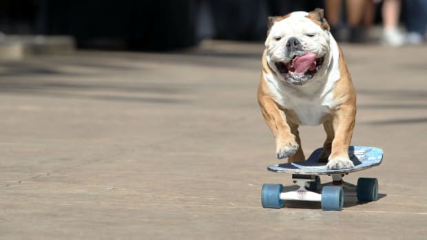 giants-dog-skateboarding.jpg